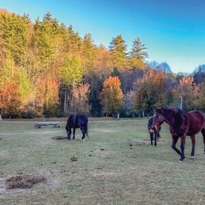 highlands-nc-carpe-diem-farms-fall-horses