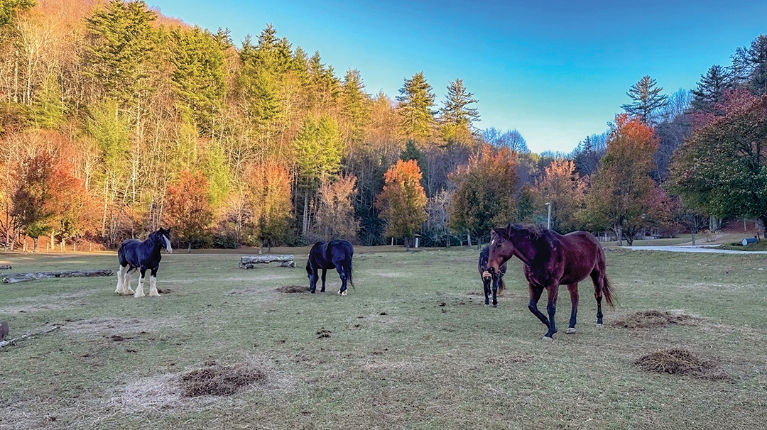 highlands-nc-carpe-diem-farms-fall-horses