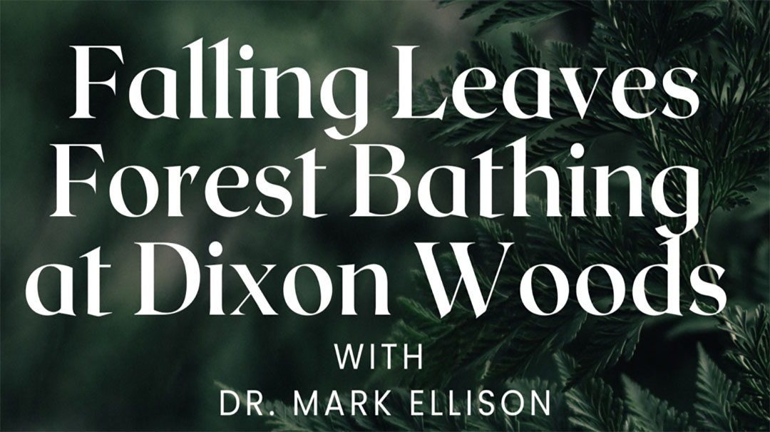 highlands-nc-cashiers-land-trust-forest-bathing-