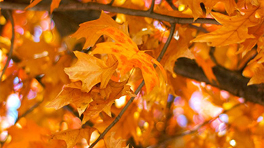 highlands-nc-highlands-botanical-garden-leaf-walks