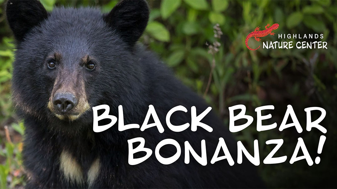 highlands-nc-highlands-nature-center-black-bear-binanza