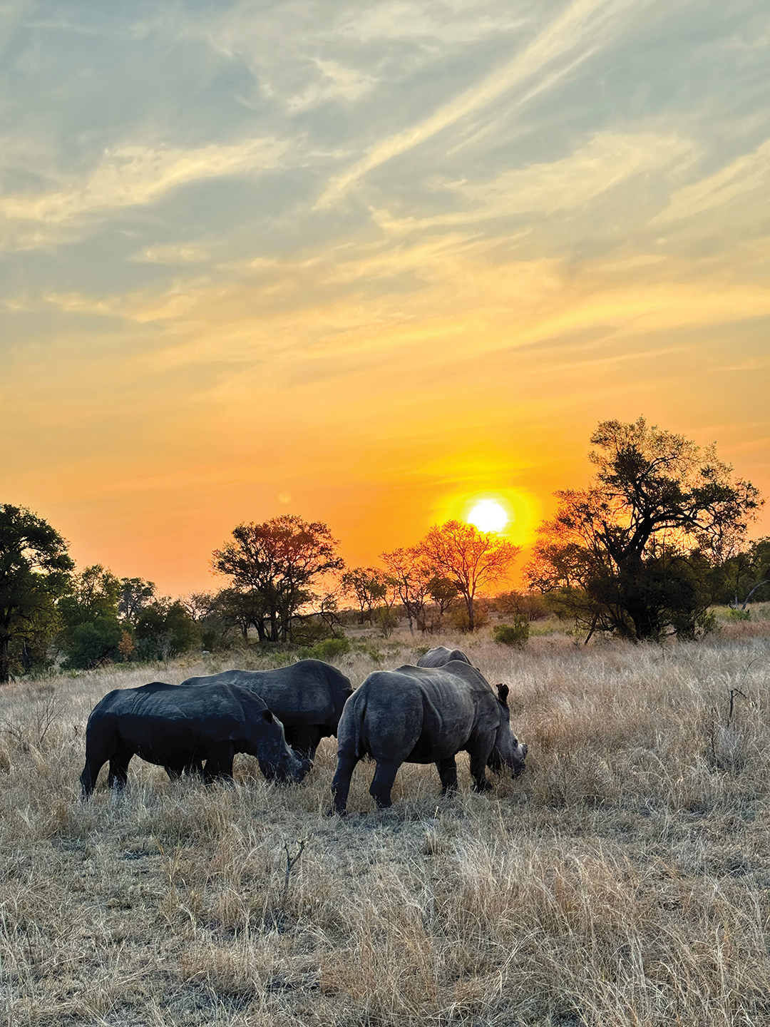 travel-hilary-Sabi-Sabi-Reserve-South-Africa