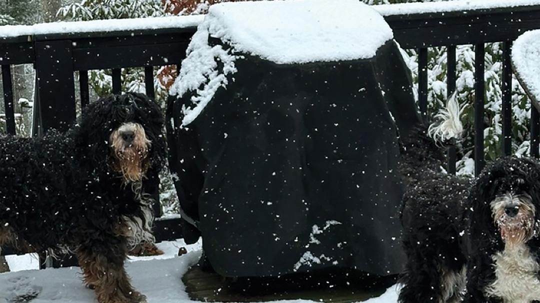 Highlands-nc-Carpe-Diem-Farms-dogs-snow