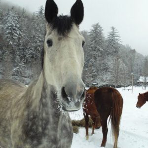 Highlands-nc-Carpe-Diem-Farms-grin-horse