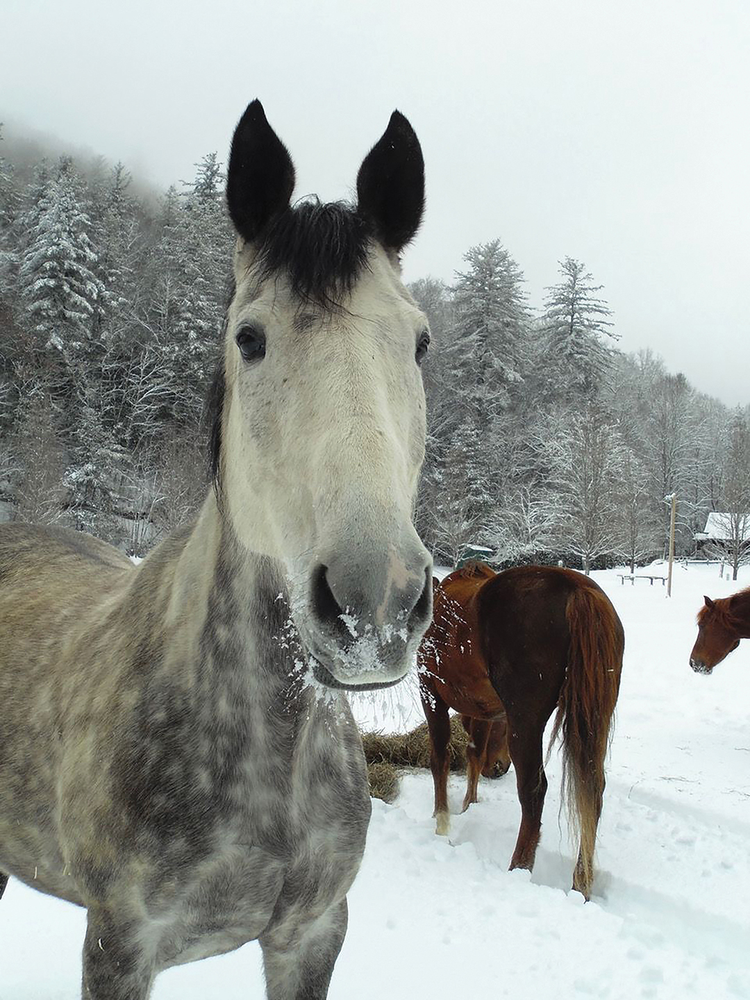 Highlands-nc-Carpe-Diem-Farms-grin-horse