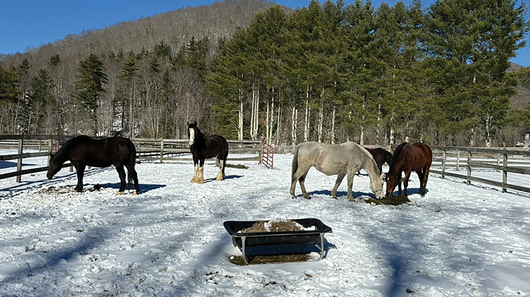 Highlands-nc-Carpe-Diem-Farms-herd