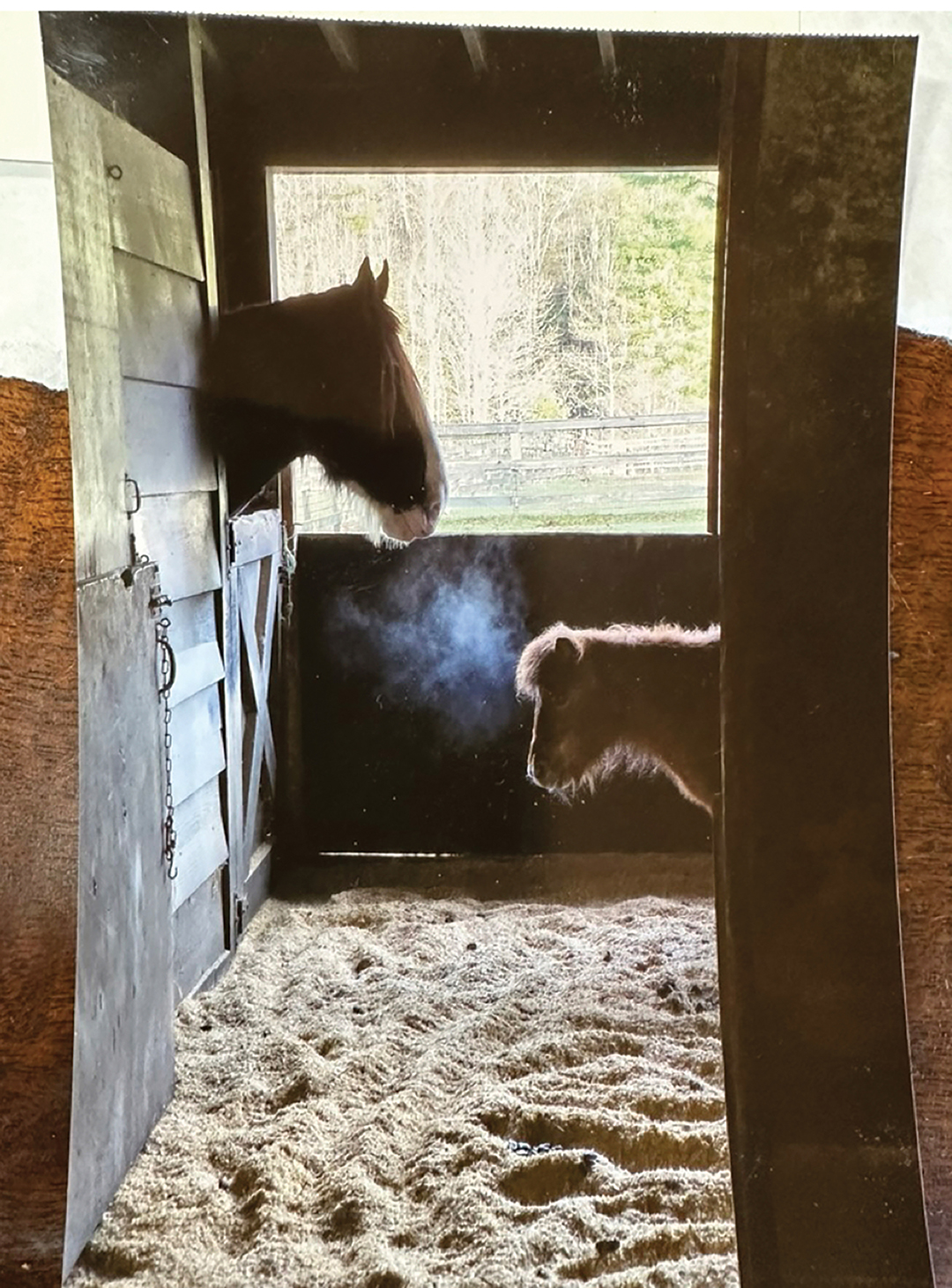 Highlands-nc-Carpe-Diem-Farms-morining-stall