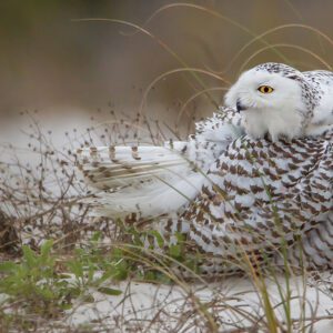 Snowy-Owl-ed-boos