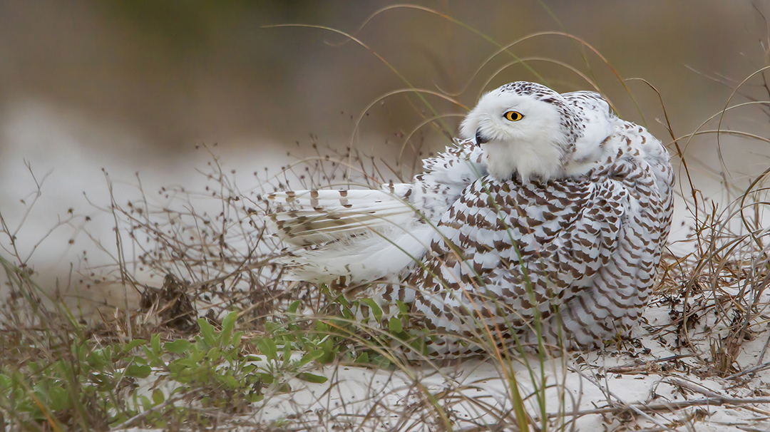 Snowy-Owl-ed-boos