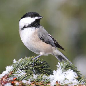 stock-winter-bird.jpg