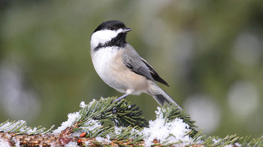 stock-winter-bird.jpg