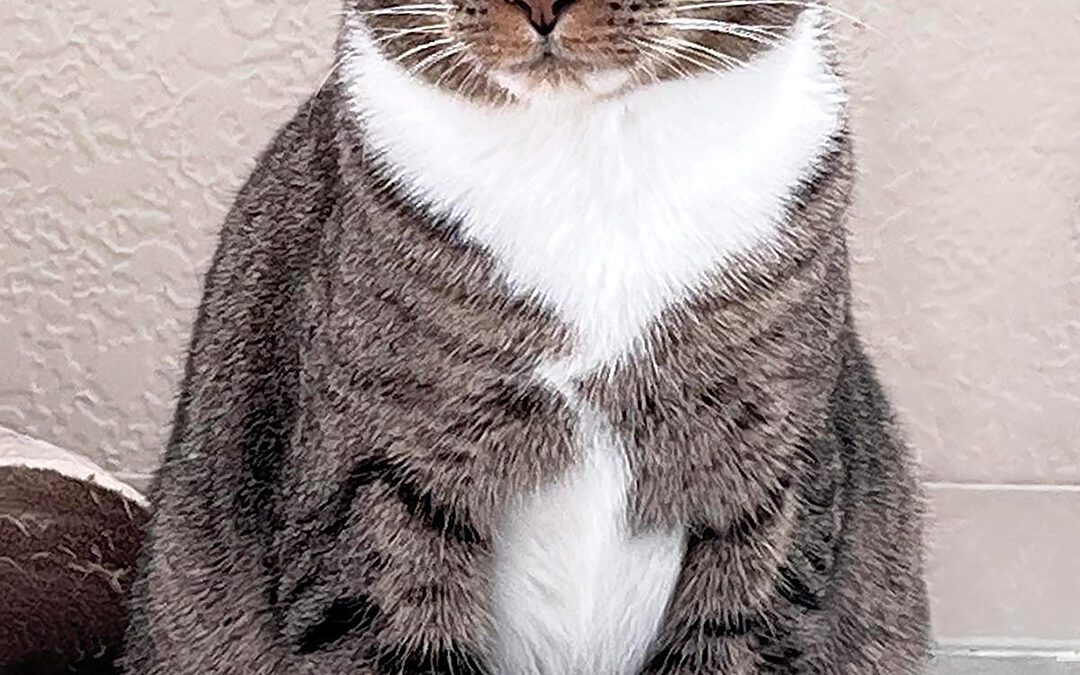 Companions for the Creative Life