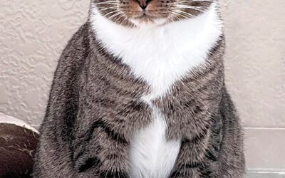 Companions for the Creative Life