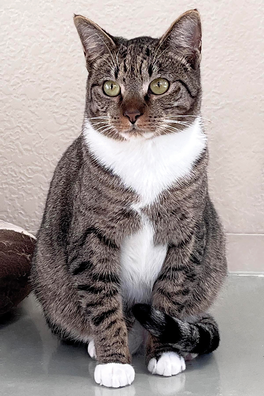 cashiers-highlands-humane-society-OMalley