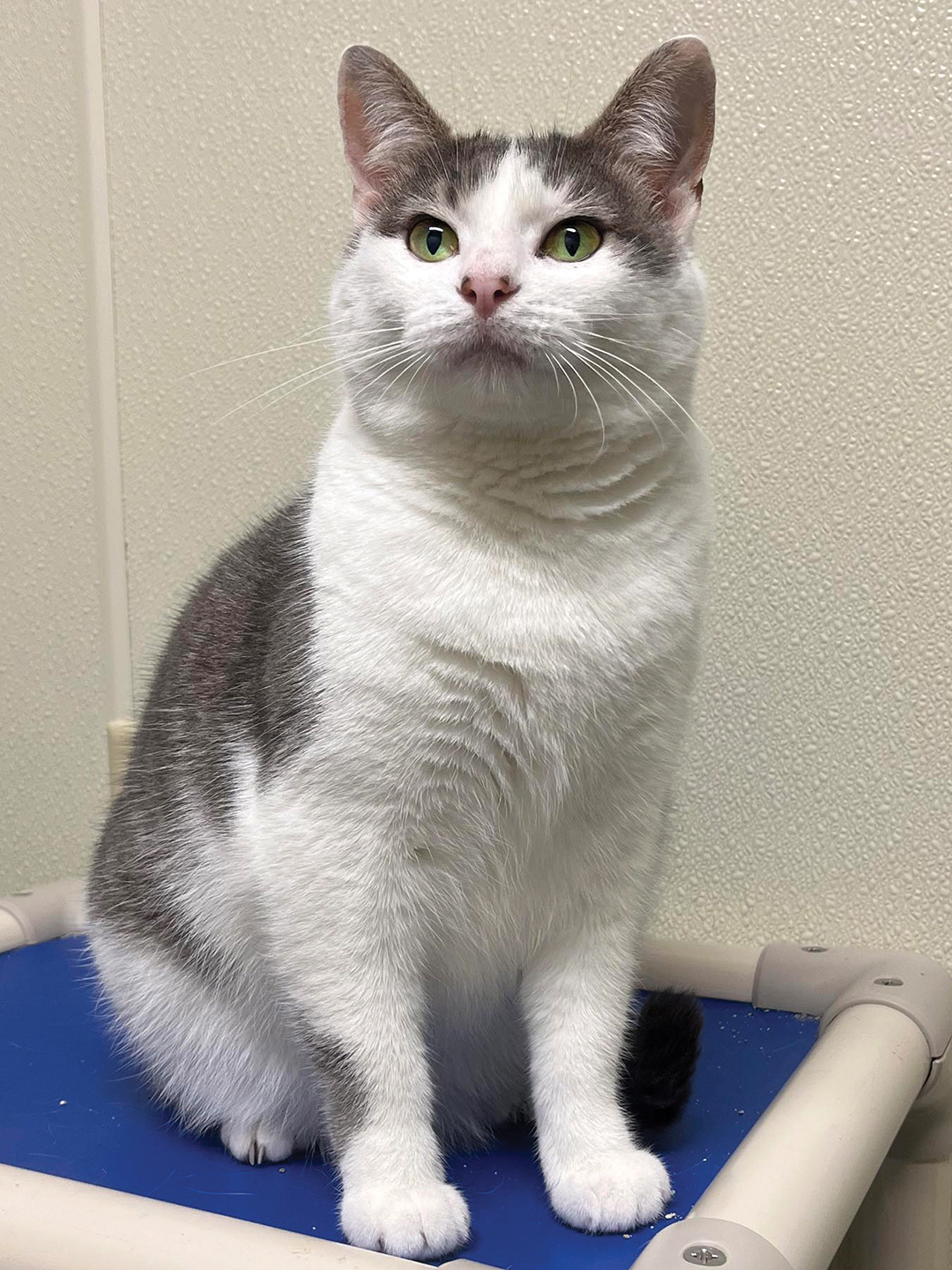 cashiers-highlands-humane-society-georgia