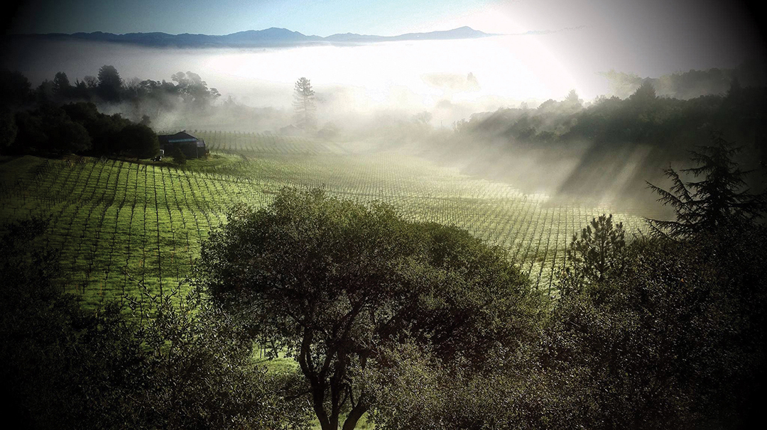 sonoma-retreat-soul-patch-4-vineyard-fusion