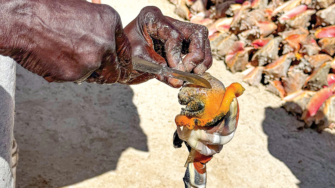 travel-hilary-Fresh-Conch-Bimini