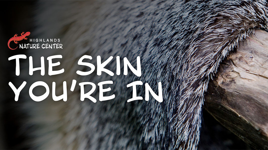 highlands-nc-nature-center-exhibit-skin-youre-in