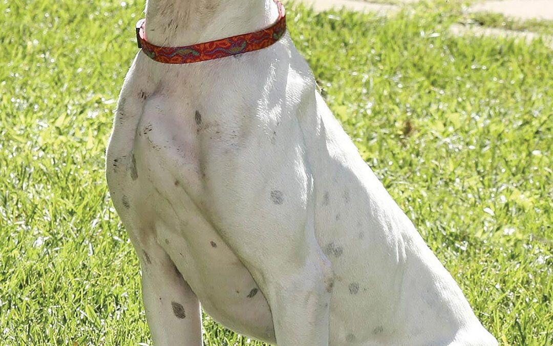 This Dog Is Personal