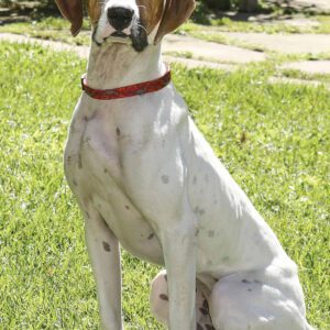 cashiers-highlands-humane-society-rocky