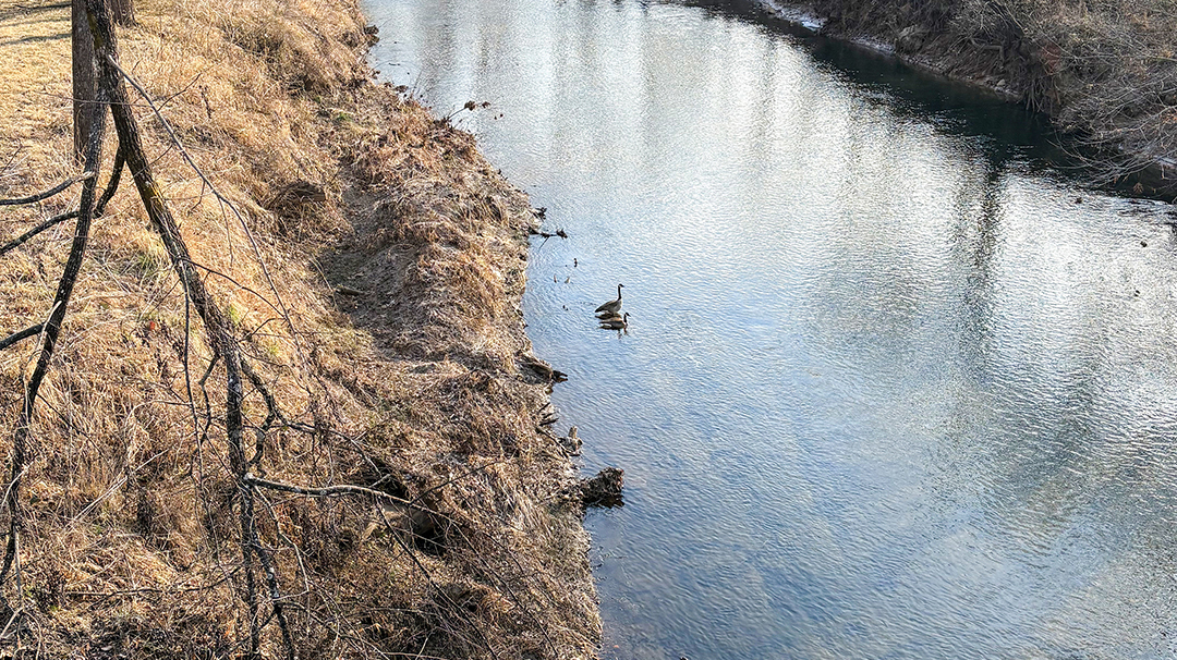 franklin-nc-Mainspring-Conservation-Trust-ducks