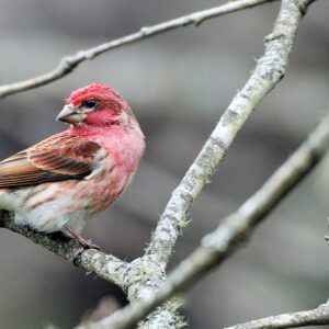 highlands-audubon-society-Finch-Purple-Male