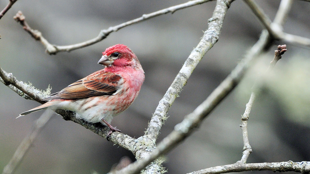 highlands-audubon-society-Finch-Purple-Male
