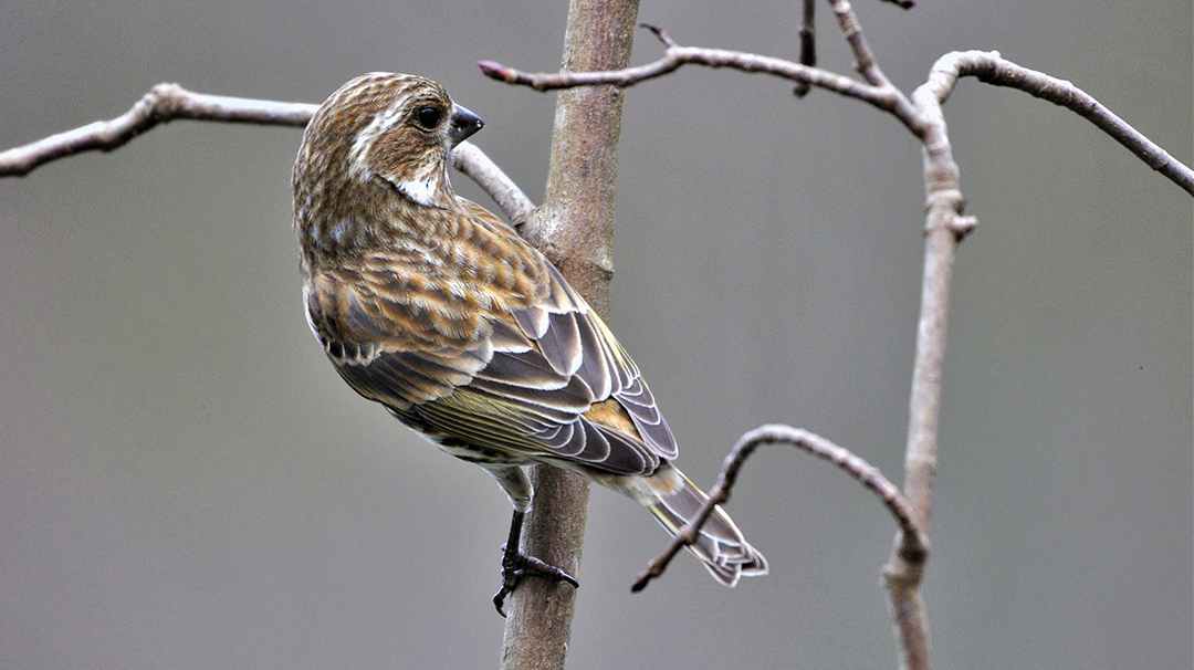 highlands-audubon-society-Finch-Purple-feMale