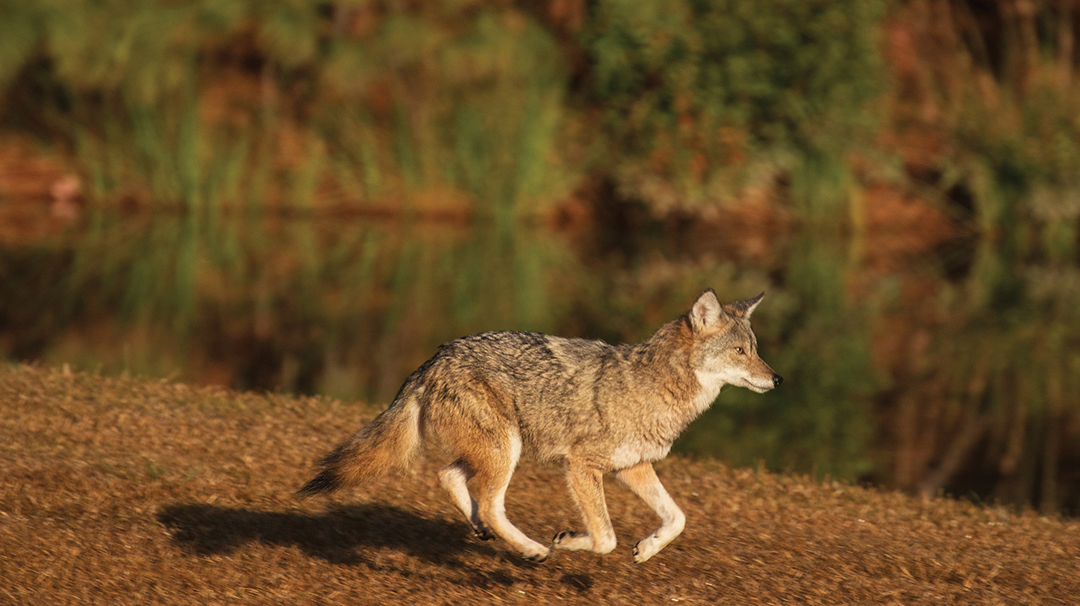 highlands-cashiers-land-trust-coyote-stock.jpg