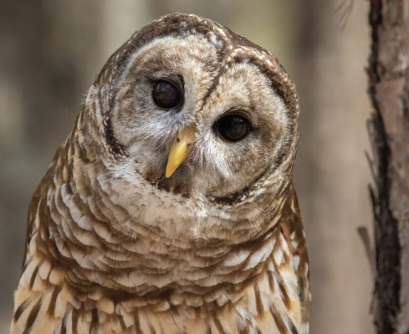 The Owls of Early Spring