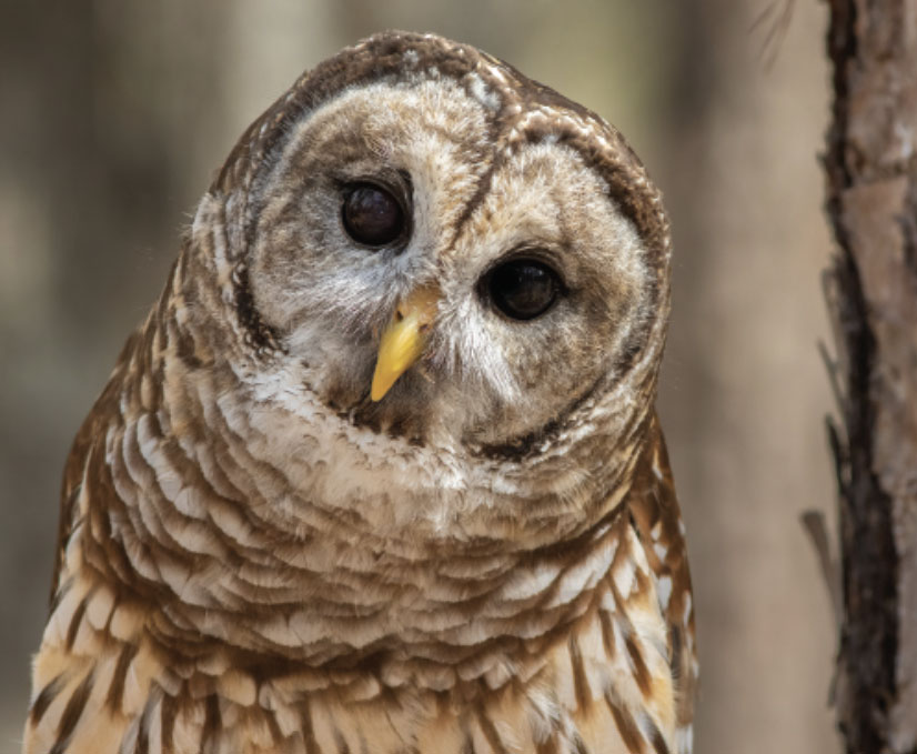 highlands-nc-cashiers-nc-barred-owl.jpg
