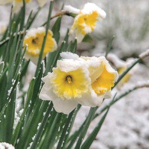 highlands-nc-Daffodils-in-snow