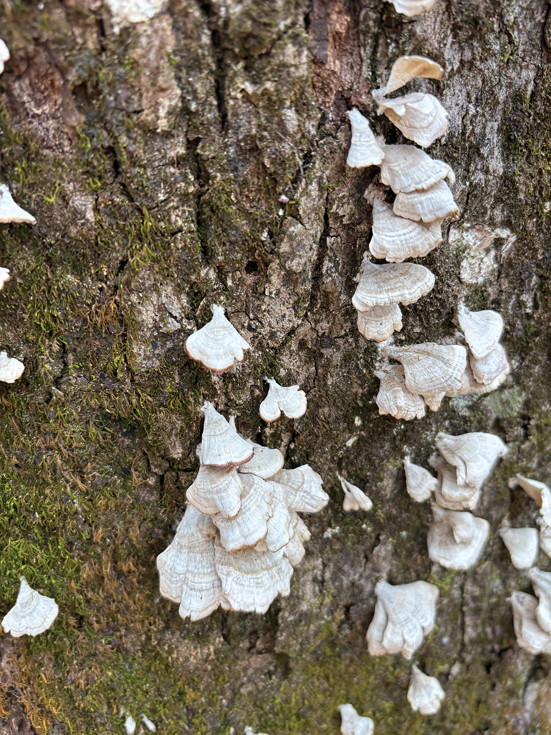 black-rock-state-park-rabun-ga-mushrooms