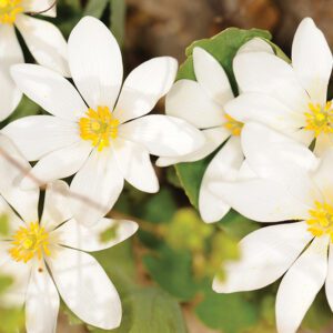 bloodroot-stock.jpg