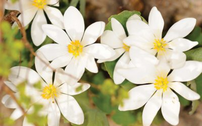 Before the Canopy Closes