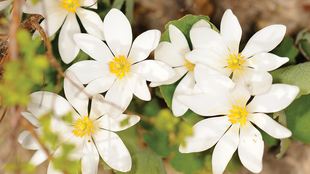 bloodroot-stock.jpg