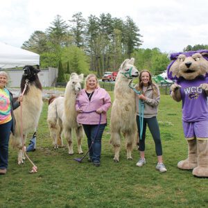 cashiers-highlands-nc-boys-girls-club-may-fest-llamas