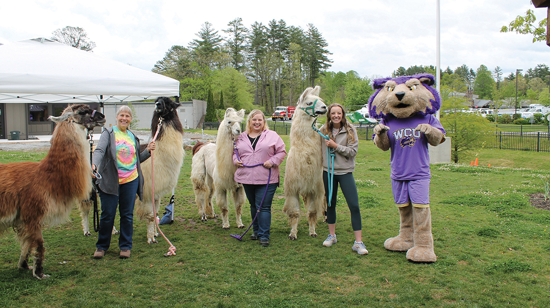cashiers-highlands-nc-boys-girls-club-may-fest-llamas