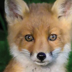 gwen-greenglass-april-cover-baby-fox