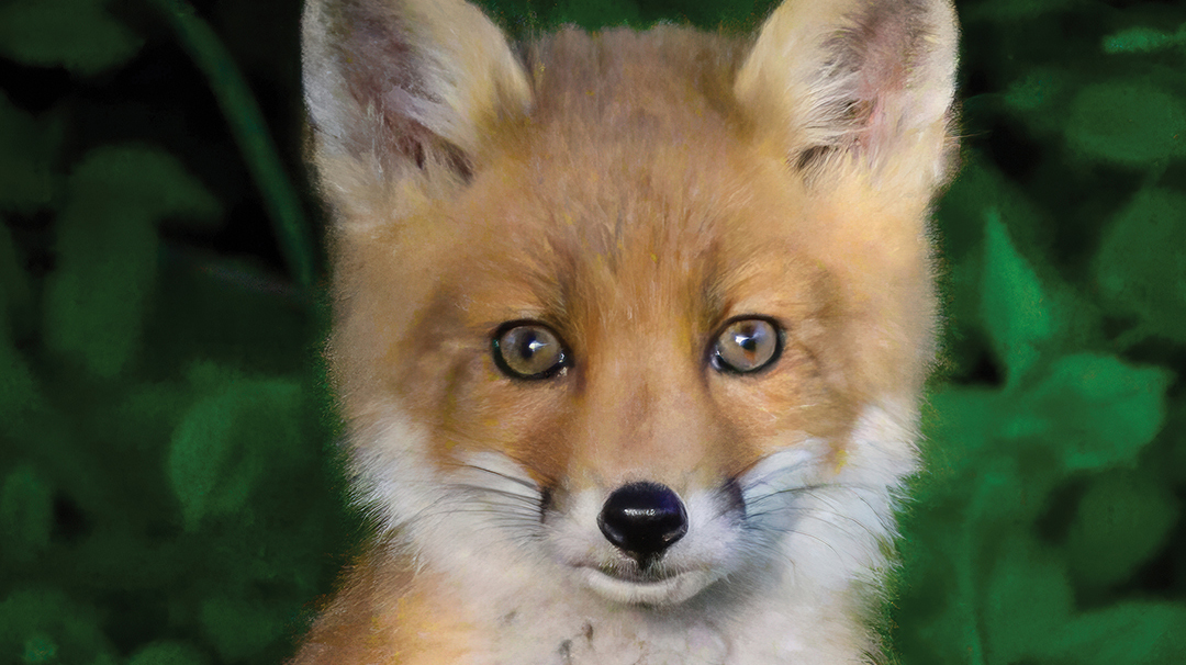 gwen-greenglass-april-cover-baby-fox