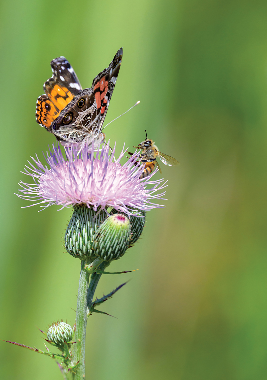 gwen-greenglass-april-cover-butterfly