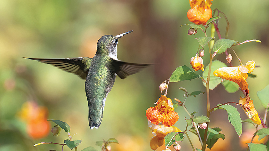 gwen-greenglass-april-cover-humminbird