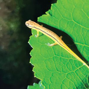 highlands-biological-foundation-southern_two-lined_salamander_Maddie_Wikstrom