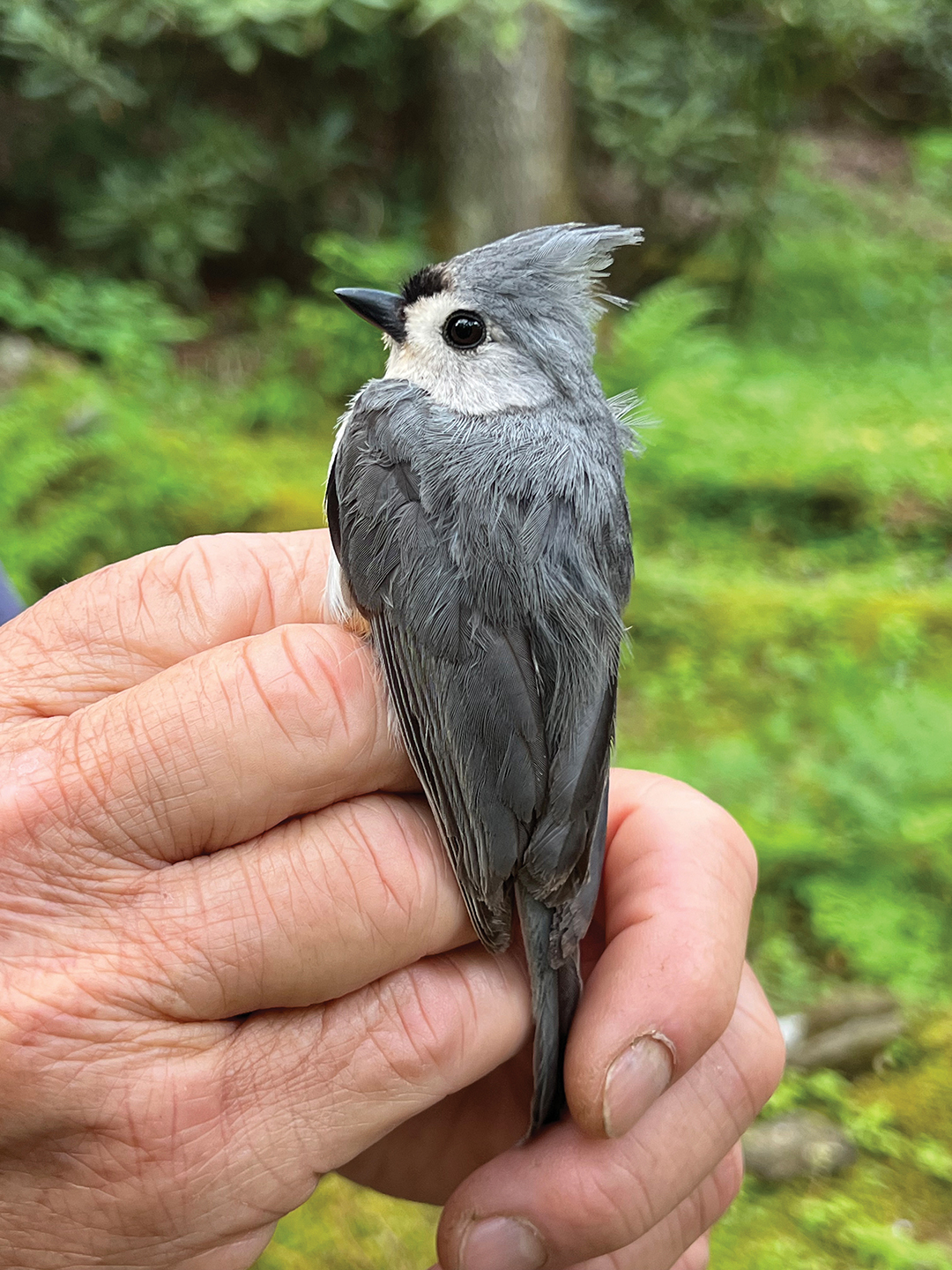 highlands-biological-foundation-tufted_titmouse_Maddie_Wikstrom