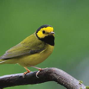 highlands-cashiers-audubon-plateau-Warbler-Hooded