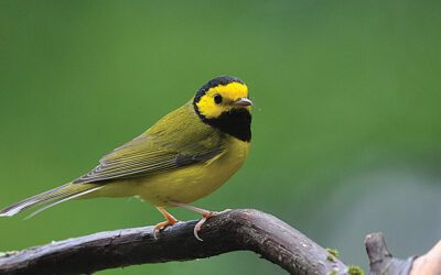 The Hooded Warbler