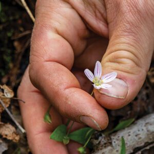 highlands-cashiers-land-trust-flower