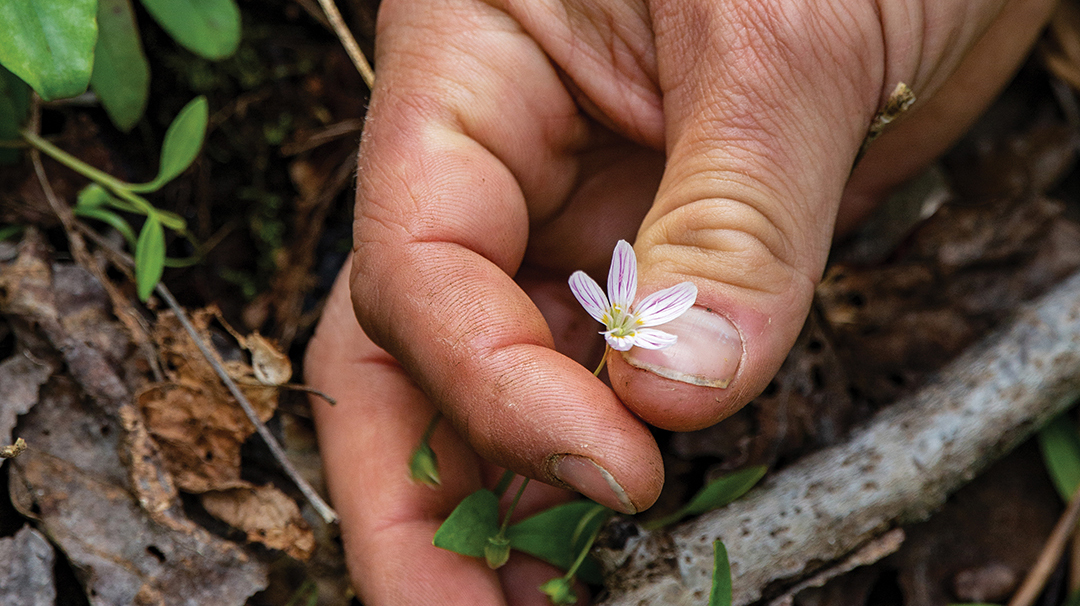 highlands-cashiers-land-trust-flower