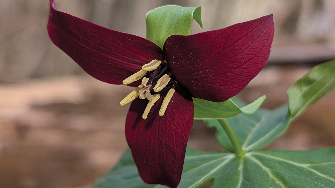 highlands-cashiers-land-trust-red-flower