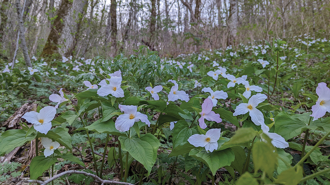 highlands-cashiers-land-trust-trillium